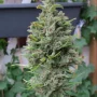 Сорт семян каннабиса Northern Lights Feminised Gold